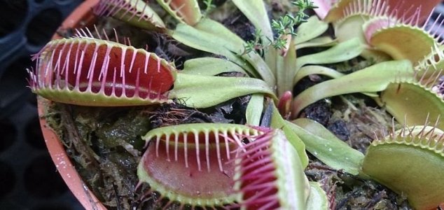 Venus flytrap