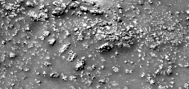 microbial life