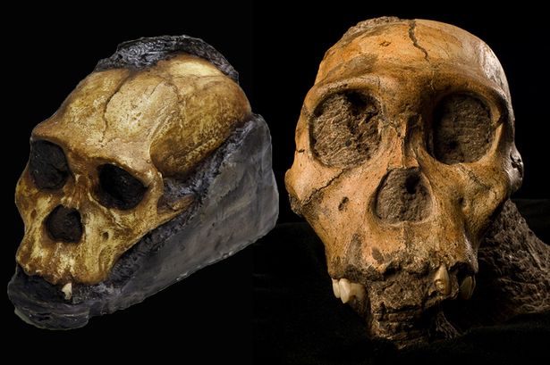 Australopithecus-sediba